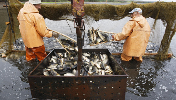 Югорский рыбозавод в 2016 году утроит выпуск мальков ценных рыб