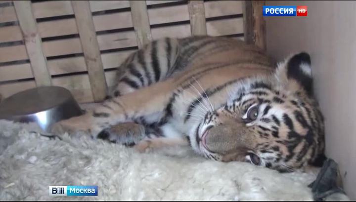 Нижневартовский тигренок, спасенный от торговцев животными, обживается в Москве